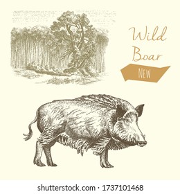 Wild boar and forest, vintage engraved illustration