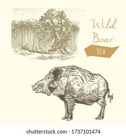 Wild boar and forest, vintage engraved illustration