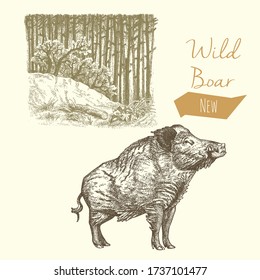 Wild boar and forest, vintage engraved illustration