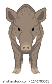 Wild Boar Front view- 2019 Japanese Zodiac Sign