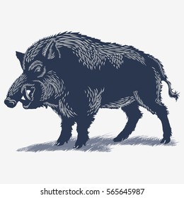 Wild Boar, furious, on the grass, in blue color, illustration, vector