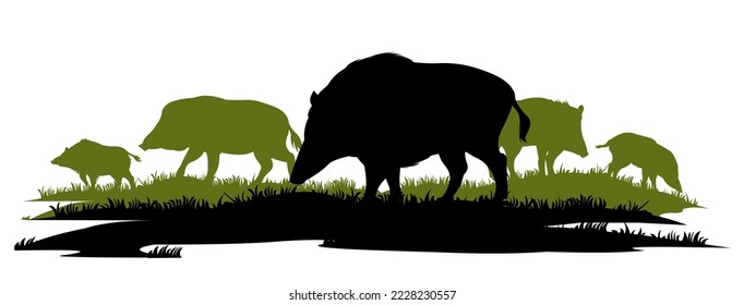 Wild boar herd looking for food in meadow. Animal in natural habitat. Wild pig illustration. Isolated on white background. Vector