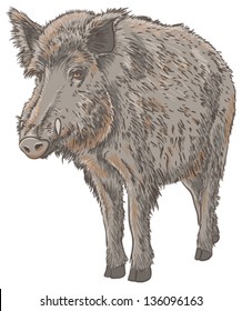 Wild Boar Isolated Vector Illustration