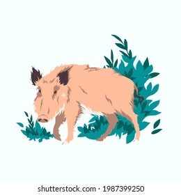 Wild boar isolated vector illustration. Sus scrofa standing in bushes design element. Asian animal in realistic style.