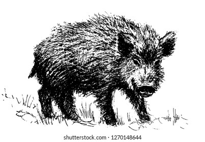 Wild boar. Line drawing