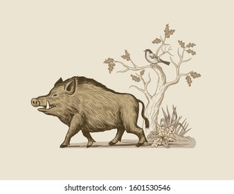 
Wild boar, oak, bird and grass. Vector vintage illustration of wildlife. Forest animal in its habitat.