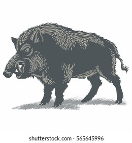 Wild Boar on furious, on the grass, illustration, vector