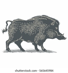 Wild boar, wild boar on the grass, illustration, vector