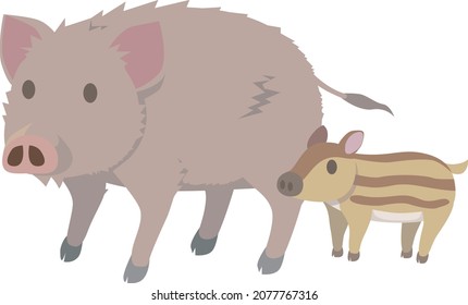 Wild boar parent and child