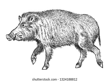 Wild boar, pig or swine, forest animal. Symbol of the north. Vintage monochrome style. Mammal in Eurasia. Engraved hand drawn sketch for banner or label.