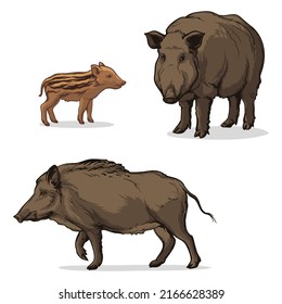 Wildschweine und Wildpigmente. Vektorgrafik-Satz von Bären einzeln auf weißem Hintergrund.