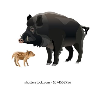 Wild boar with piglets. Vector illustration isolated on white background