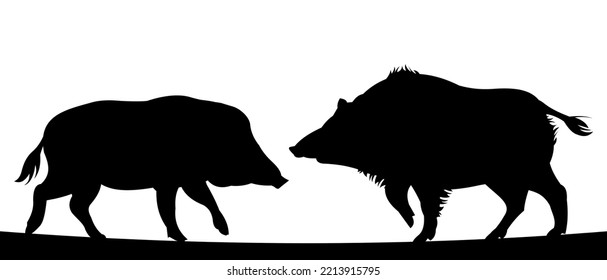 Wild Boar Rivals. Fight For Territory. Animal In Natural Habitat. Wild Pig Illustration. Isolated On White Background. Vector.