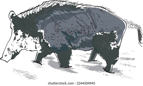 Wild boar searching for food
