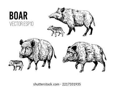 Wild boar sketch. Engraving style. Vector illustration