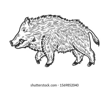 Wild boar sketch engraving vector illustration. T-shirt apparel print design. Scratch board style imitation. Black and white hand drawn image.