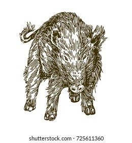 Wild boar. Sketch. Vector illustration.