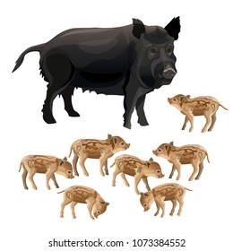 Wild boar sow with piglets. Vector illustration isolated on white background