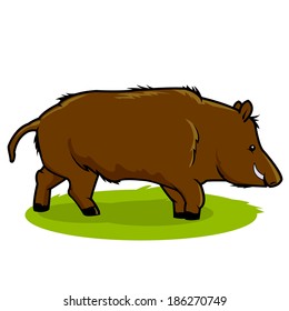 Wild boar standing in grass. Vector illustration