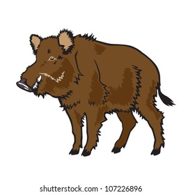 wild boar ,standing ,vector picture isolated  on white background,side view single image