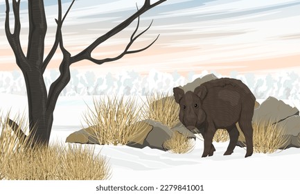Wild boar stands on a snowy meadow. Realistic vector landscape