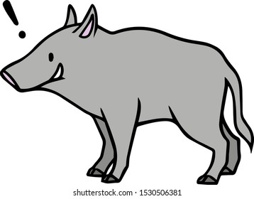 Wild boar with surprized face