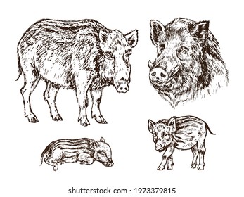 Wild boar (Sus scrofa) collection, pig side view, muzzle and piglets,  gravure style ink drawing illustration isolated on white