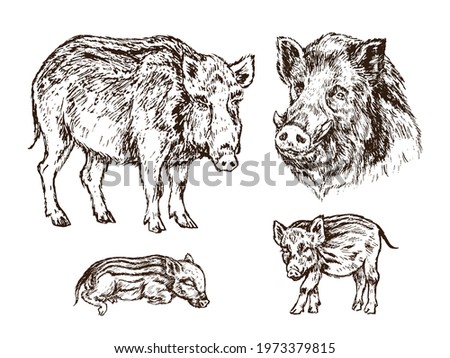 Wild boar (Sus scrofa) collection, pig side view, muzzle and piglets,  gravure style ink drawing illustration isolated on white