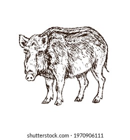 Wild boar (Sus scrofa) pig standing side view,  gravure style ink drawing illustration isolated on white