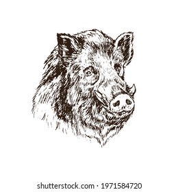 Wild boar (Sus scrofa) pig muzzle,  gravure style ink drawing illustration isolated on white
