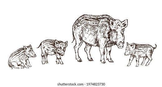 Wild boar (Sus scrofa) pig standing with small piglets,  gravure style ink drawing illustration isolated on white