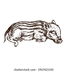 Wild boar (Sus scrofa) piglet sleeping,  gravure style ink drawing illustration isolated on white