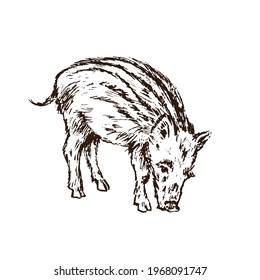 Wild boar (Sus scrofa) piglet standing side view,  gravure style ink drawing illustration isolated on white