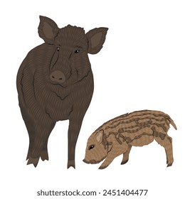 Wild boar Sus scrofa with piglet. Realistic vector forest animals