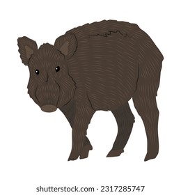 Wild boar Sus scrofa. Realistic vector forest animals