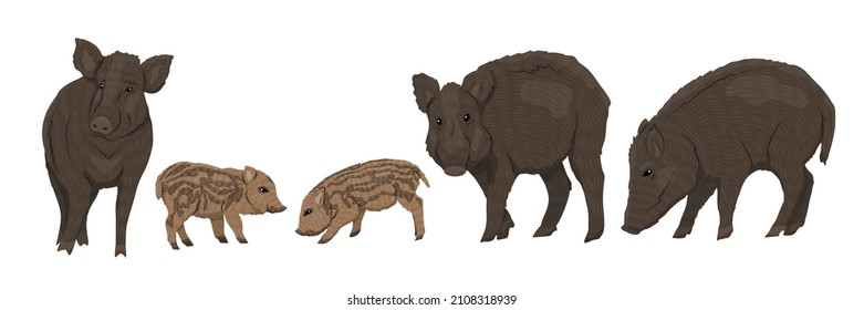 Juego de jabalí Sus scrofa. Hombres, hembras y lechones de un cerdo salvaje común. Animales vectoriales realistas