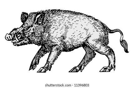 wild boar vector