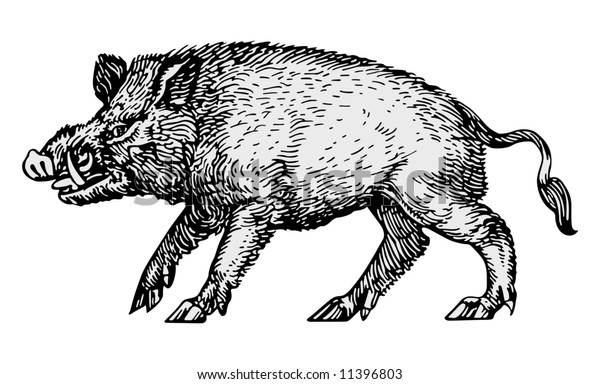 Wild Boar Vector Stock Vector (Royalty Free) 11396803