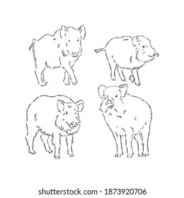 Wildschwein, Vektorgrafik, moderne Illustration. Vektorgrafik von Wildschweinen
