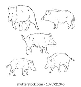 Wildschwein, Vektorgrafik, moderne Illustration. Vektorgrafik von Wildschweinen