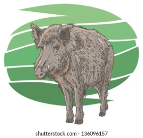 Wild Boar Vector Illustration