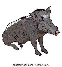 Wild boar. Vector isolated illustration.