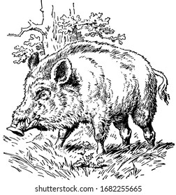 Wild Boar, vintage line drawing or engraving illustration