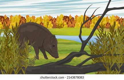 Wild boar walks through the autumn meadow on the banks of the river. Forest on the horizon. Realistic vector landscape	