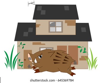 The wild boar which appears in the unoccupied house.