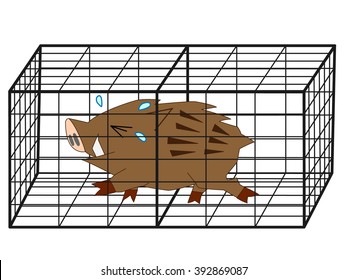 The wild boar which was captured by the cage of the trap.