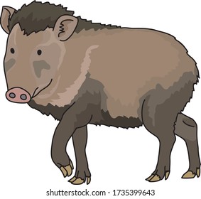 
Wild boars are wild pigs that inhabit the mountains.