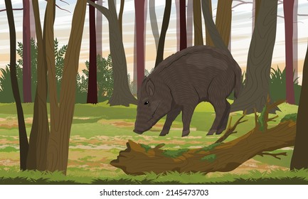 Wild boat in the forest. Realistic vector landscape