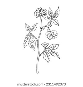 Wild-botanisch in Vektorkunst