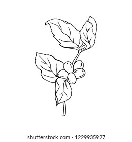 Wild branch with berries and leaves isolated on white background. Hand drawn vector illustration. Monochrome ink sketch.